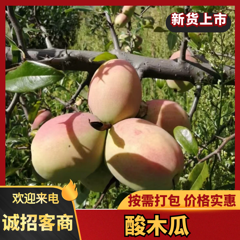 洱源酸木瓜货源充足量大从优对接全国各地采购商
