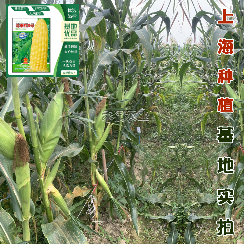 清泰甜6号国审大包装甜玉米种子升级版太阳花甜玉米种籽杂
