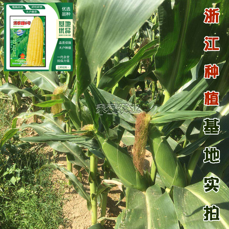 清泰甜6号国审大包装甜玉米种子升级版太阳花甜玉米种籽杂