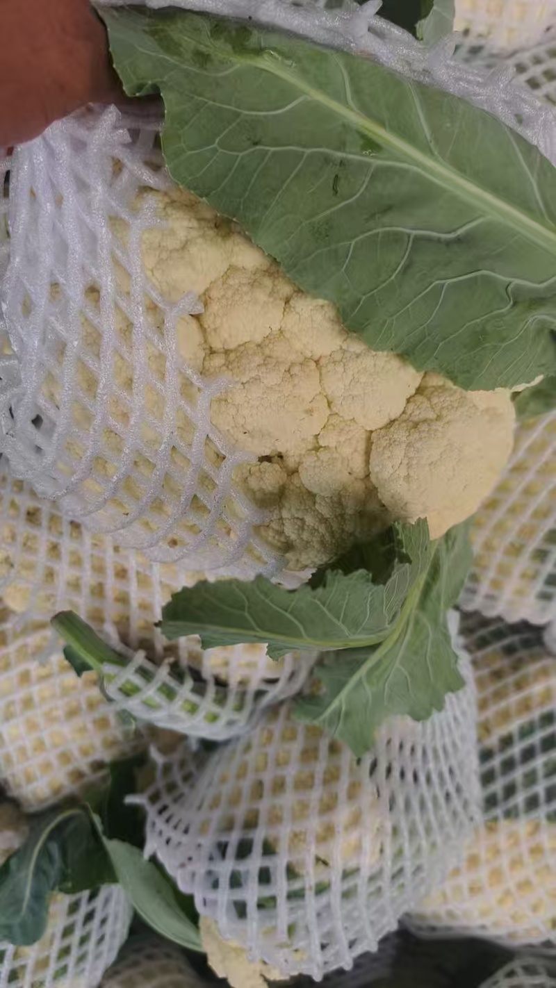 精品松花菜产地一手货源全国发货欢迎随时电话联系