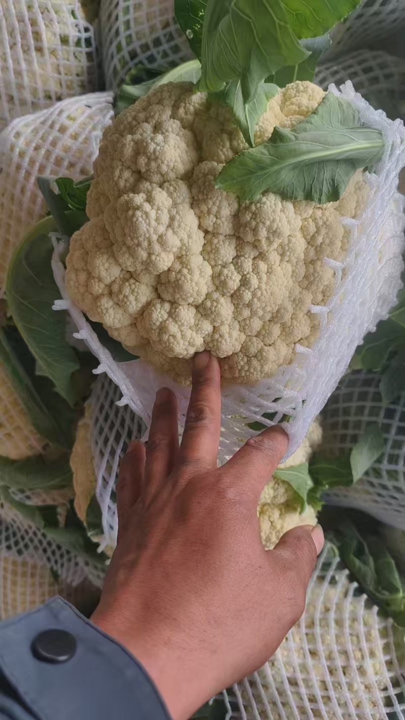 精品松花菜产地一手货源全国发货欢迎随时电话联系