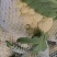 精品松花菜产地一手货源全国发货欢迎随时电话联系