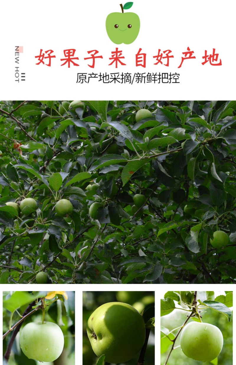 河北王林苹果一件代发产地直发一手货源对接各大电商平台