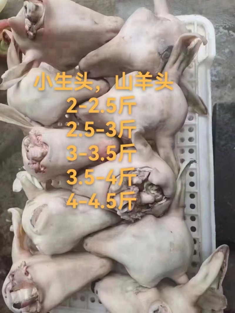 羔羊净头爆卖闪电发货冷链发货整只2.5-4斤无毛