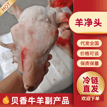 羔羊净头爆卖闪电发货冷链发货整只2.5-4斤无毛
