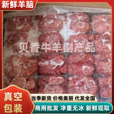 羊脑商用批发净重无冰烧烤火锅新鲜现取真空包装