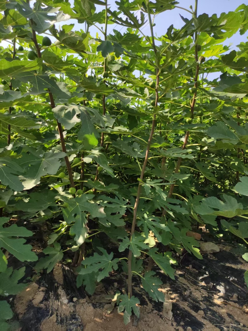 无花果苗山东苗木基地直发品种齐全现挖现发视频看货