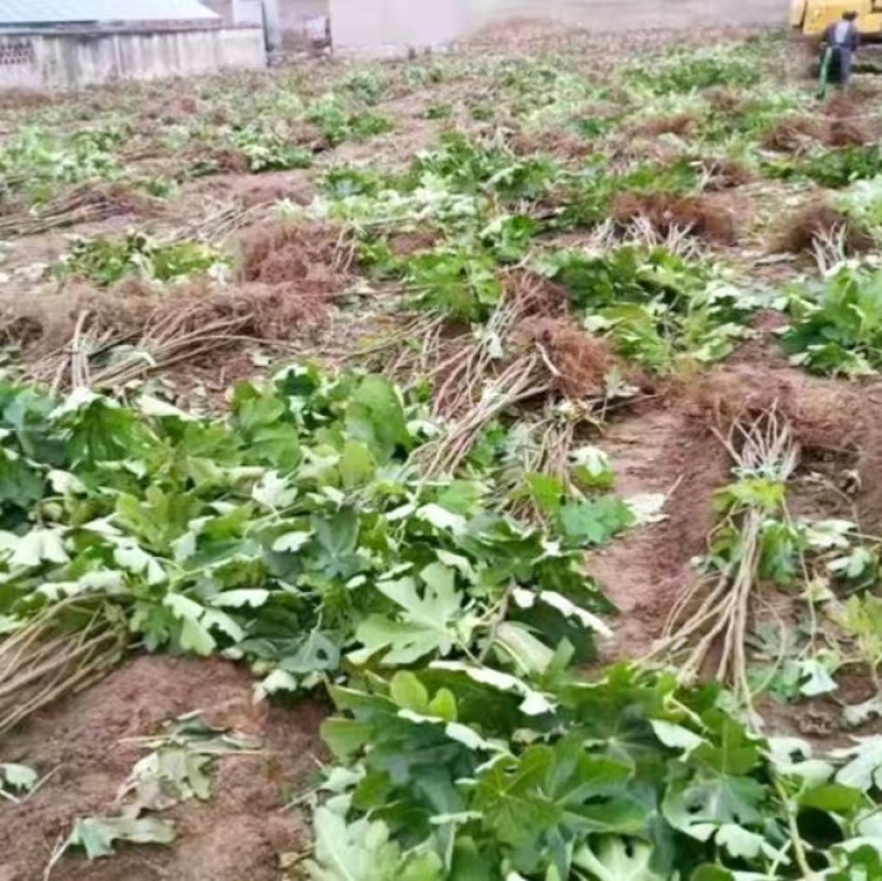 无花果苗山东苗木基地直发品种齐全现挖现发视频看货