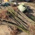 无花果苗山东苗木基地直发品种齐全现挖现发视频看货