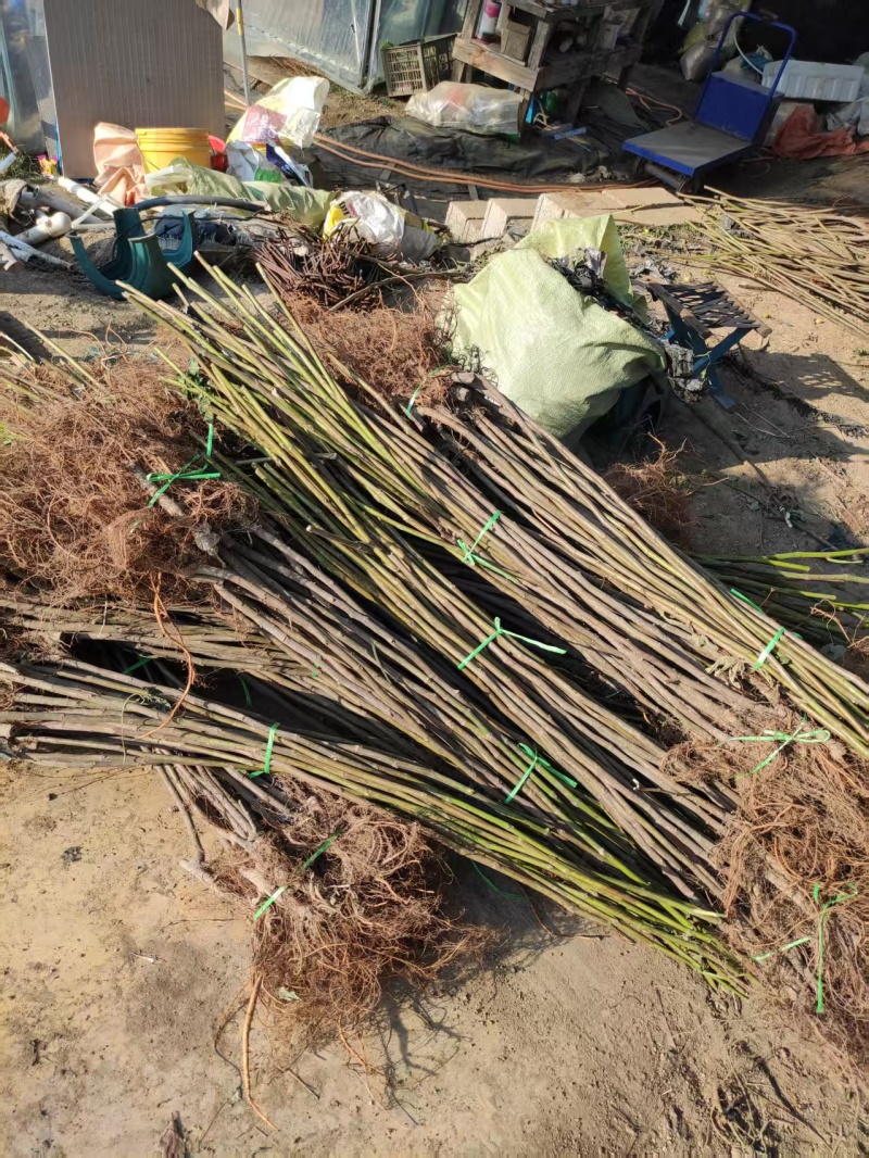 无花果苗山东苗木基地直发品种齐全现挖现发视频看货