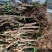 无花果苗山东苗木基地直发品种齐全现挖现发视频看货