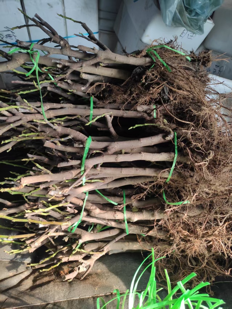 无花果苗山东苗木基地直发品种齐全现挖现发视频看货