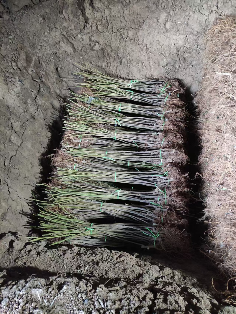 无花果苗山东苗木基地直发品种齐全现挖现发视频看货