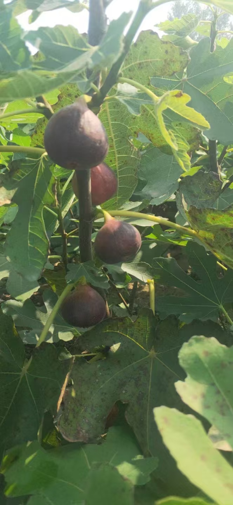 无花果苗山东苗木基地直发品种齐全现挖现发视频看货