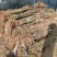 无花果苗山东苗木基地直发品种齐全现挖现发视频看货