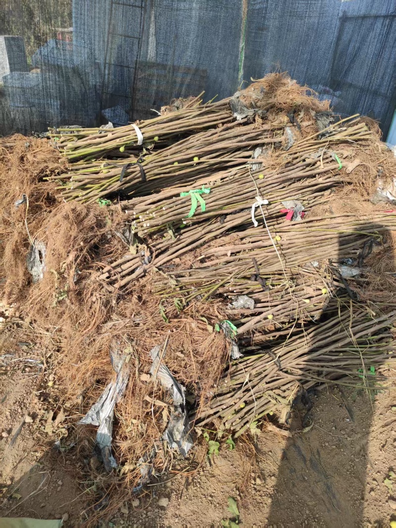 无花果苗山东苗木基地直发品种齐全现挖现发视频看货