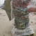 无花果苗山东苗木基地直发品种齐全现挖现发视频看货