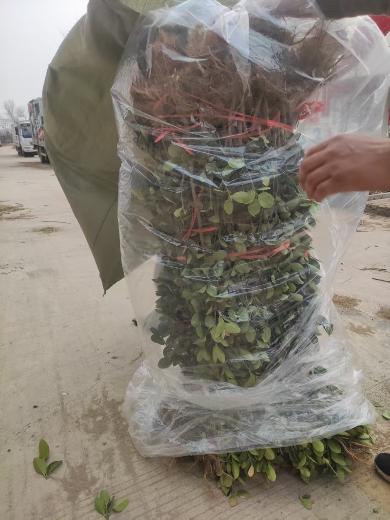 无花果苗山东苗木基地直发品种齐全现挖现发视频看货