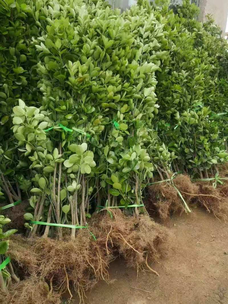 山东北海道黄杨苗，基地直发，规格齐全，承接各种绿化苗木