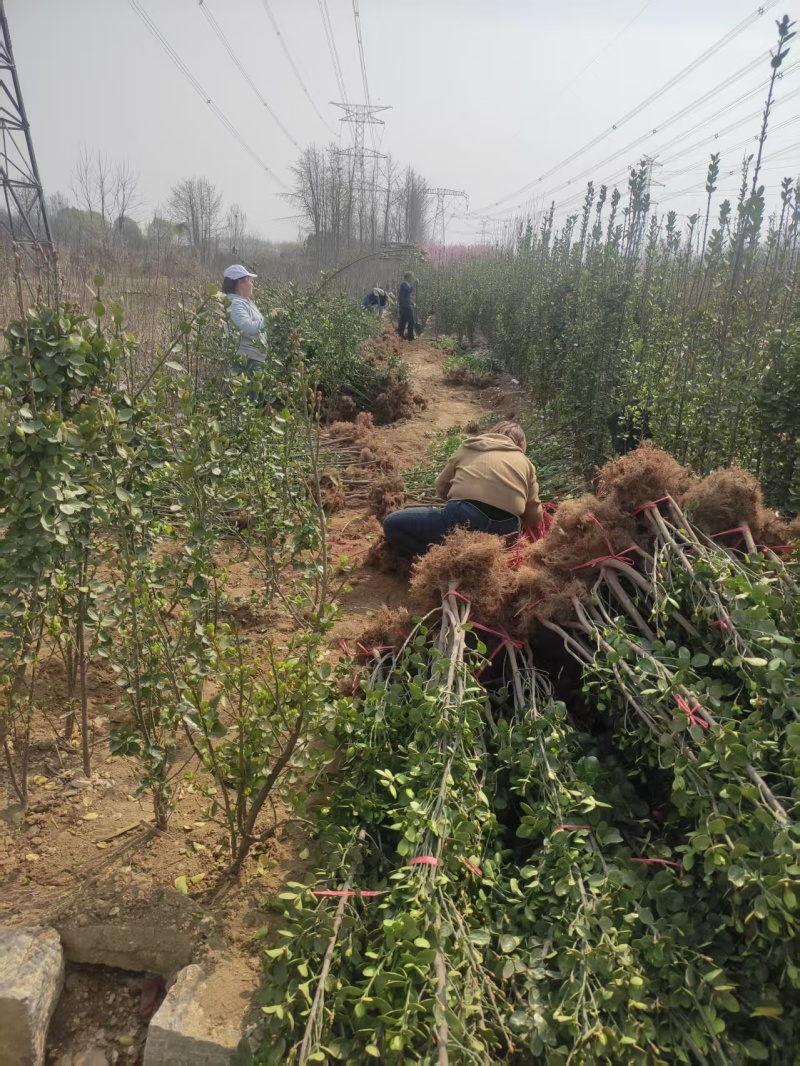 山东北海道黄杨苗，基地直发，规格齐全，承接各种绿化苗木