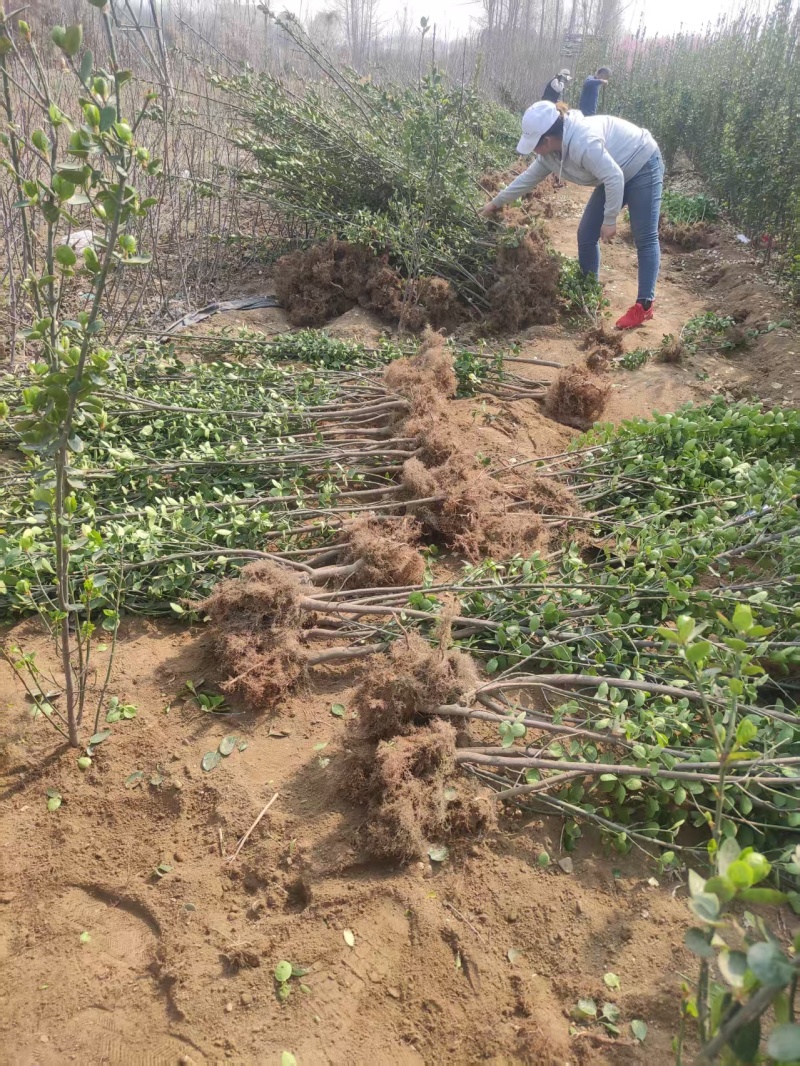 山东北海道黄杨苗，基地直发，规格齐全，承接各种绿化苗木