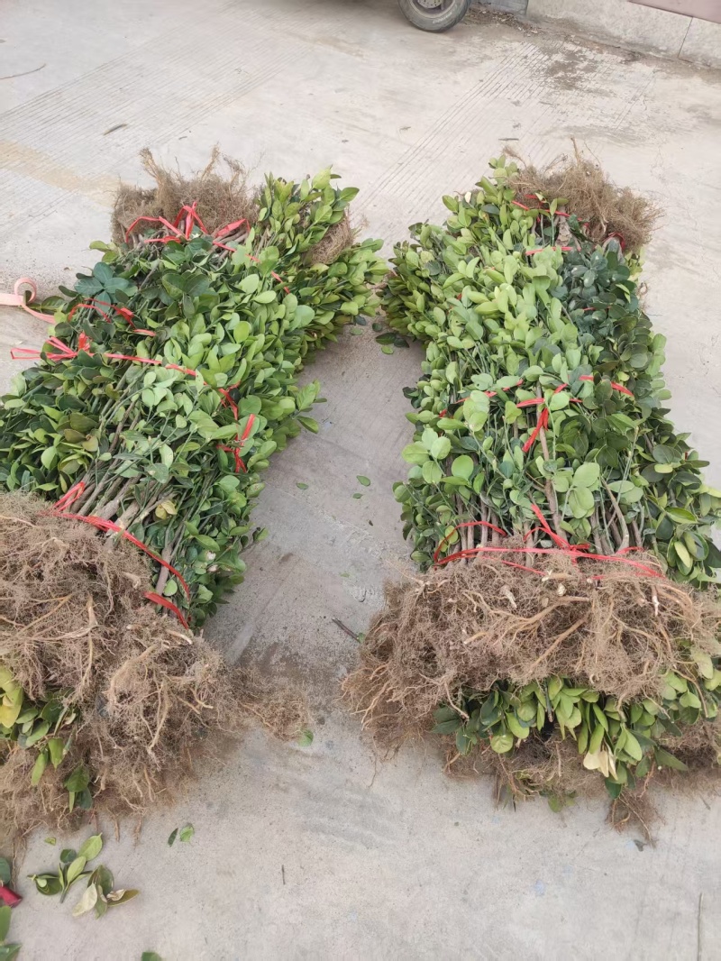 山东北海道黄杨苗，基地直发，规格齐全，承接各种绿化苗木