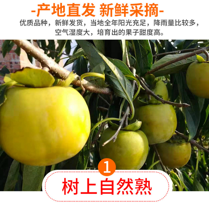 山西阳丰脆柿一件代发产地直发一手货源对接各大电商平台