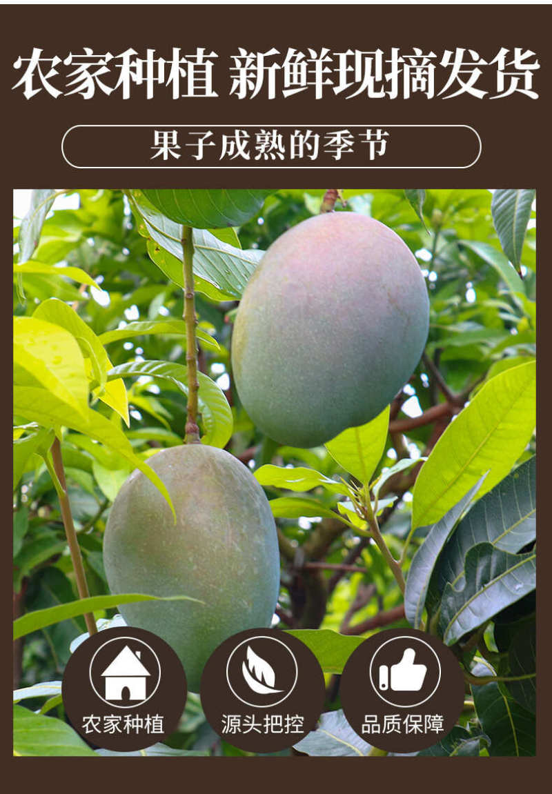攀枝花凯特芒一件代发产地直发一手货源对接各大电商平台