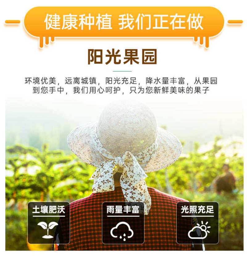 河北白皇冠梨一件代发产地直发一手货源对接各大电商平台