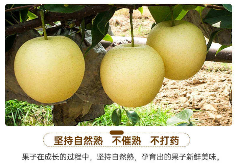 河北白皇冠梨一件代发产地直发一手货源对接各大电商平台