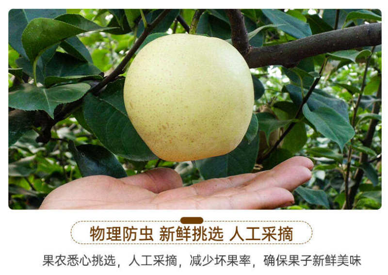 河北白皇冠梨一件代发产地直发一手货源对接各大电商平台
