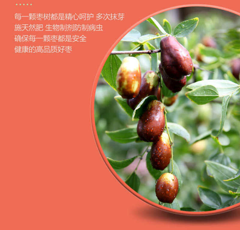宁夏灵武沙漠长枣一件代发产地直发一手货源对接各大电商平台