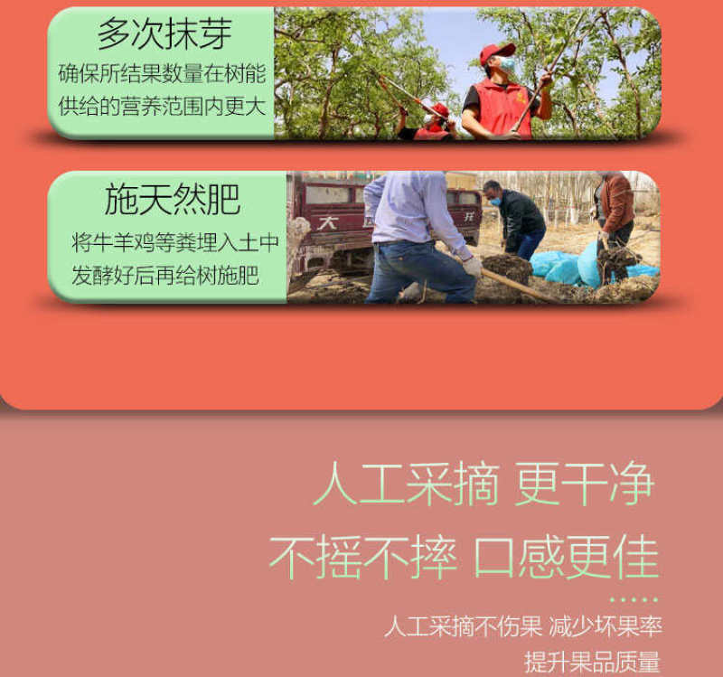 宁夏灵武沙漠长枣一件代发产地直发一手货源对接各大电商平台