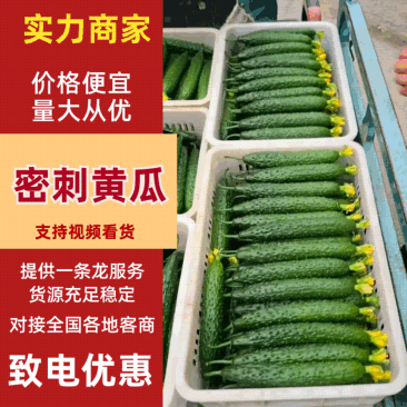 莘县密刺黄瓜现摘现发对接市场商超社区团购欢迎来电