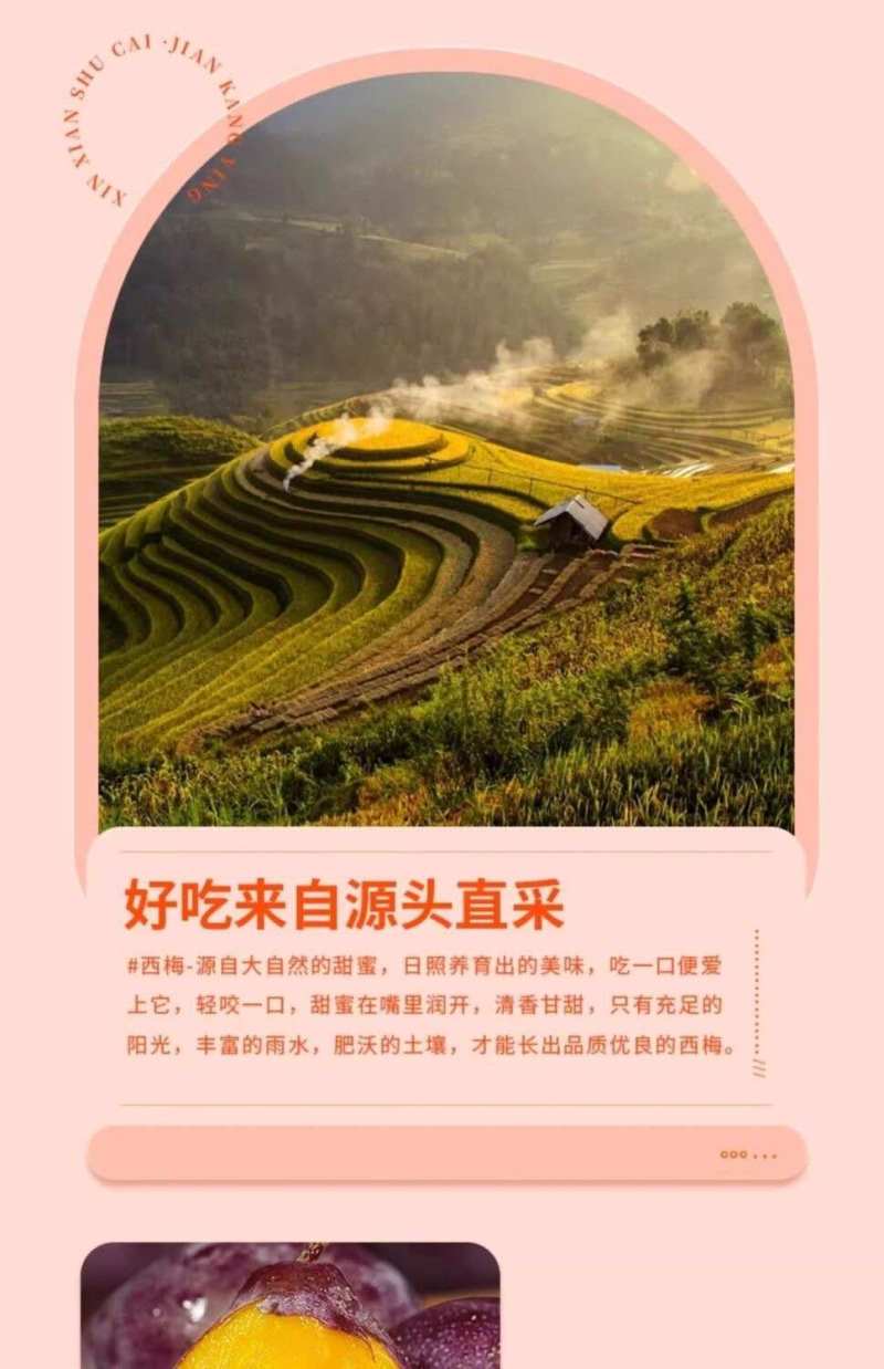 新疆法兰西西梅一件代发产地直发一手货源对接各大电商平台