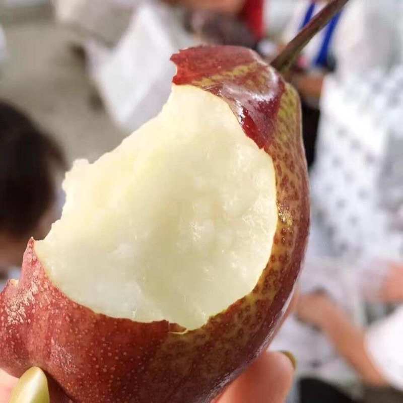 陕西彩虹梨一件代发产地直发一手货源对接各大电商平台