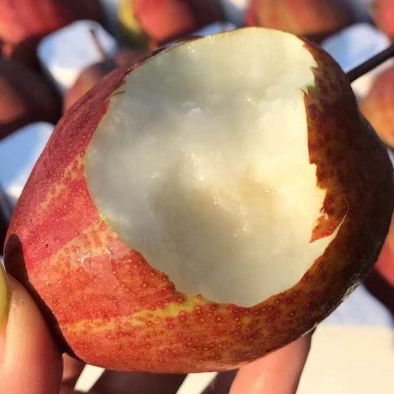 陕西彩虹梨一件代发产地直发一手货源对接各大电商平台