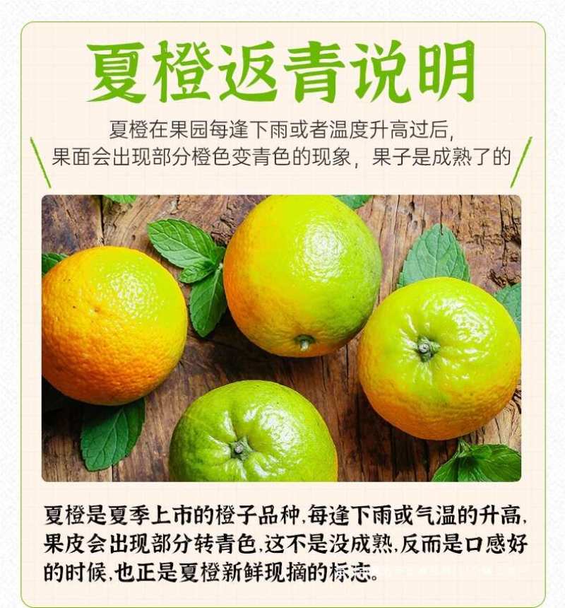 湖北秭归夏橙一件代发产地直发一手货源对接各大电商平台