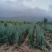铁杆大葱山西大葱产地直供辛辣十足口感浓郁