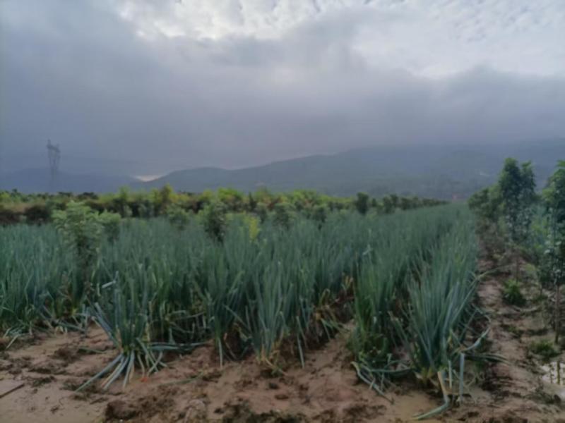 铁杆大葱山西大葱产地直供辛辣十足口感浓郁