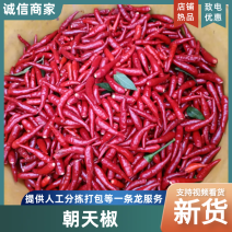 【精品】朝天椒满天星辣椒货源充足价格实惠欢迎采购