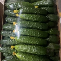 产地旱黄瓜，水黄瓜，品质保证，价格优惠，诚信经营