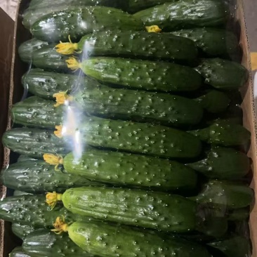 产地旱黄瓜，水黄瓜，品质保证，价格优惠，诚信经营