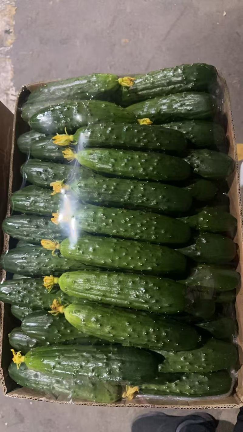 精品水黄瓜，品质保证，价格优惠，产地直发，实力商家