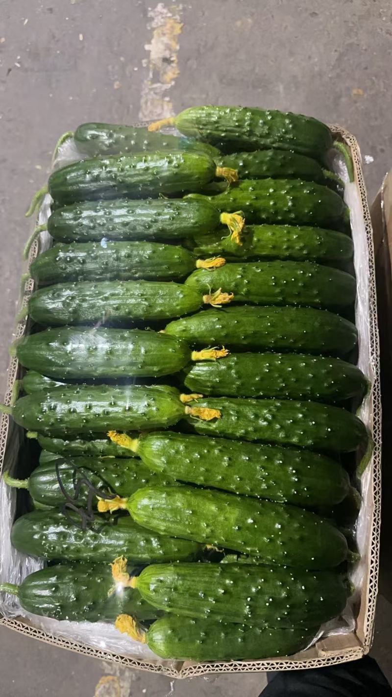 精品水黄瓜，品质保证，价格优惠，产地直发，实力商家