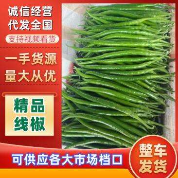 精品线椒大量上市大棚货品质保证供应商超档口社区团购