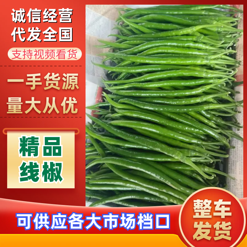 精品线椒大量上市大棚货品质保证供应商超档口社区团购