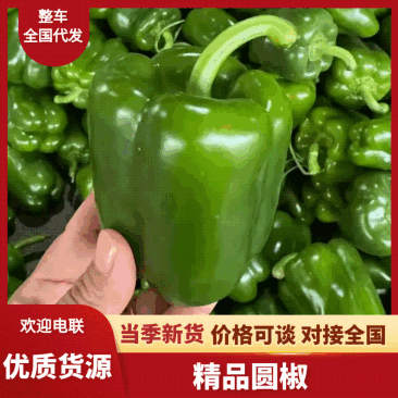 精品圆椒大量上市口感好品质保证诚信经营欢迎电话联系