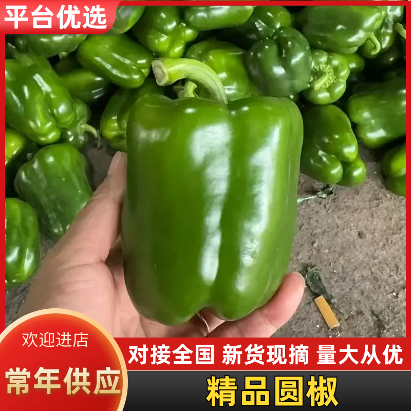 精品圆椒大量上市了！欢迎新老客户前来采购！
