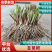 【放心购买】韭菜根河北韭菜根基地直发提供技术全国发货